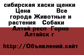 сибирская хаски щенки › Цена ­ 10 000 - Все города Животные и растения » Собаки   . Алтай респ.,Горно-Алтайск г.